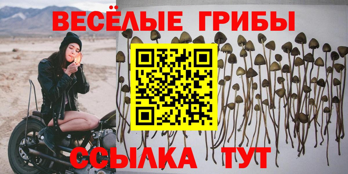 Псилоцибиновые грибы мицелий Улан-Удэ